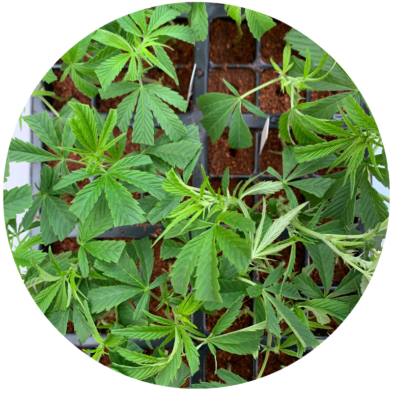 Propagación o clonación de cannabis