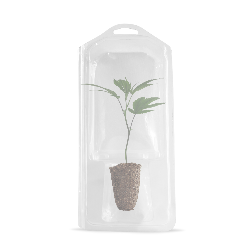 TECH Clone2GO – 1 esqueje